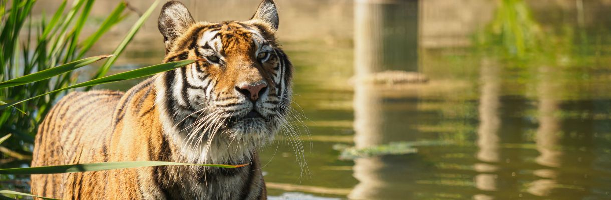 Tiger at The Wildheart Animal Sanctuary, Isle of Wight